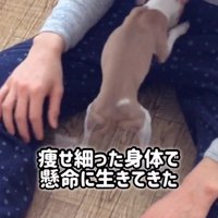 とらきち君のビフォーアフター2