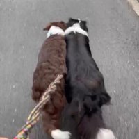 ルナちゃん＆リッカちゃんのお散歩4