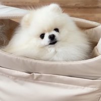 ポテチくんとレモンさんの再会3