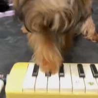 鍵盤を前足で押す犬