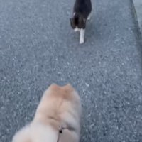 野良猫と犬
