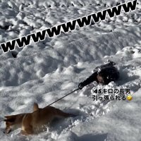 転んだ飼い主に構わず進む柴犬