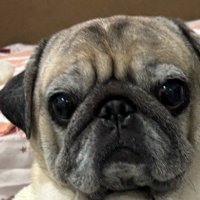 お手製の首飾りをつけたら…