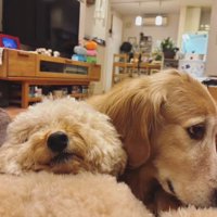 ビスコくんとピノちゃん