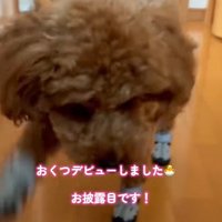 ぎこちない動きが可愛い♡