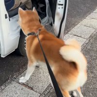 駆け寄る秋田犬