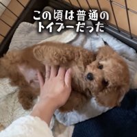 仰向けになる犬