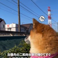 電車に気づいたくうちゃん