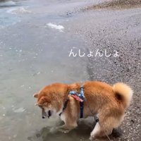 石を取ろうとする海くん