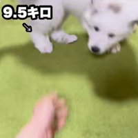 ドレミちゃんの成長2