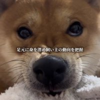 タオルを咥えて鼻にシワを寄せる犬