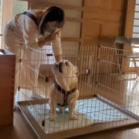 口元に人差し指を当てて兄犬の背中をタッチする女性
