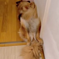 ヘソ天のジーボくん