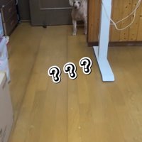 柱の陰から顔を出す犬