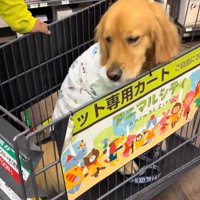 カートに乗ったならちゃん