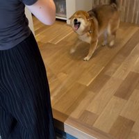 お友達が遊びに来た時のはちちゃん7