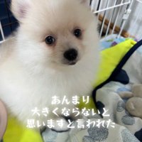 ラテくんのビフォーアフター2