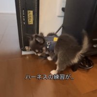 ハーネスを気にする犬