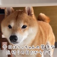 爪切りに気づいたうにくん