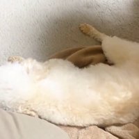 立てない