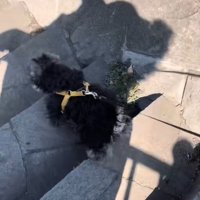 軽やかな足取りで下りています♪