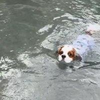 上手に泳ぐ犬