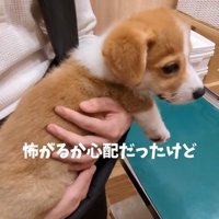 心配な飼い主さん