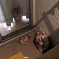 配達員さんをじっと観察