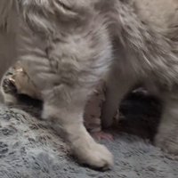 赤ちゃんの胸の下に自分の顔を入れる犬