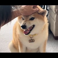 激おこの柴犬