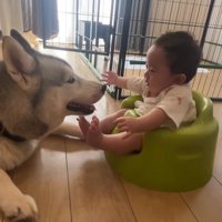 犬に手を伸ばしてぐずる赤ちゃん