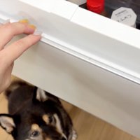 後ろに現れた柴犬