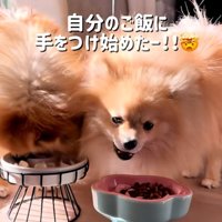 自分のご飯を食べ始めたテディ君