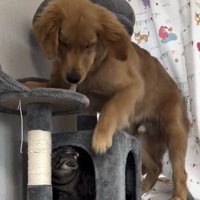 口を開ける猫と見つめる犬