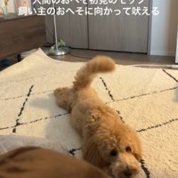 おへそを見たアルくんの反応7