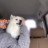 ぽてちゃんをなだめるママ