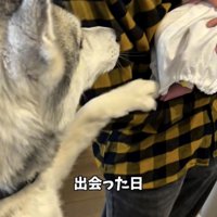 抱かれた赤ちゃんへ前足を伸ばす犬