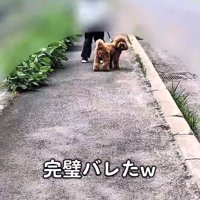 ふり返って母親と目が合った犬