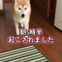 飼い主の寝室に入ってきた犬
