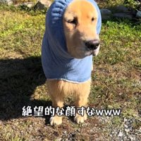 寂しそうな表情を浮かべる犬