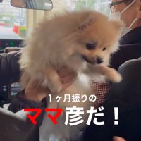 後部座席の女性の方へ身を乗り出す犬
