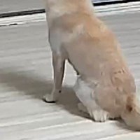 ペットカメラを確認したら…