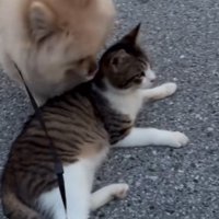 くつろぐ猫