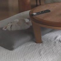 お留守番カメラを確認したら…