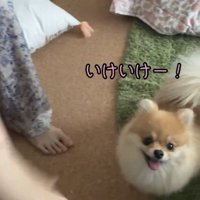 手が動いても静観する犬