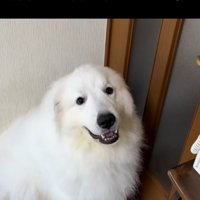 座ってこちらを見る犬