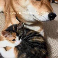 困り顔のこむぎさん