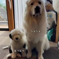 むぅむぅちゃんとシュシュちゃん