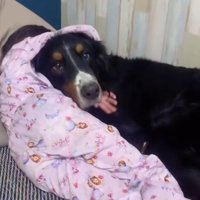 ハグを受け入れる犬