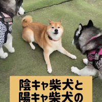 犬たちに囲まれる柴犬